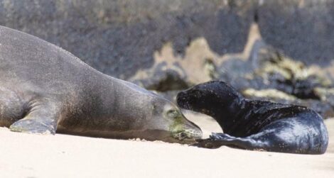 Beach birth: Hawaii blocks some Waikiki sands for seal pup